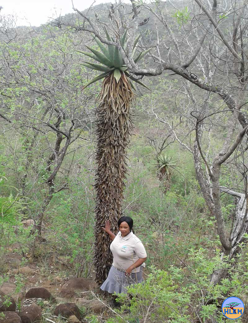 A very tall Mountain Aloe, Aloe marlothii flowers HLEM Hlengiwe Luthuli Environmental Management (Pty) Ltd, Durban KZN South  Africa