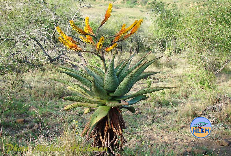 Mountain Aloe, Aloe marlothii flowers HLEM Hlengiwe Luthuli Environmental Management (Pty) Ltd, Durban KZN South  Africa