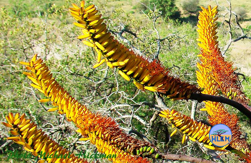 Close up of Mountain Aloe, Aloe marlothii flowers HLEM Hlengiwe Luthuli Environmental Management (Pty) Ltd, Durban KZN South  Africa