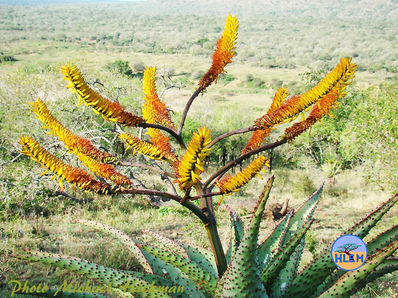 Flowers of  Aloe marlothi Close up of Mountain Aloe, Aloe marlothii flowers HLEM Hlengiwe Luthuli Environmental Management (Pty) Ltd, Durban KZN South  Africa