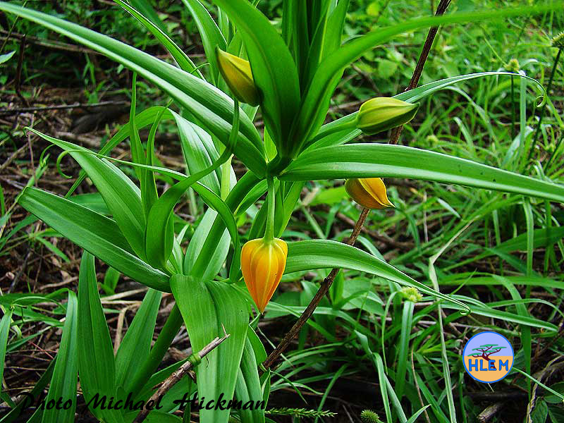 HLEM   Climbing Lily Gloriosa modesta a South African indigenous grassland plant showing the distinctive leaves Durban KZN South Africa