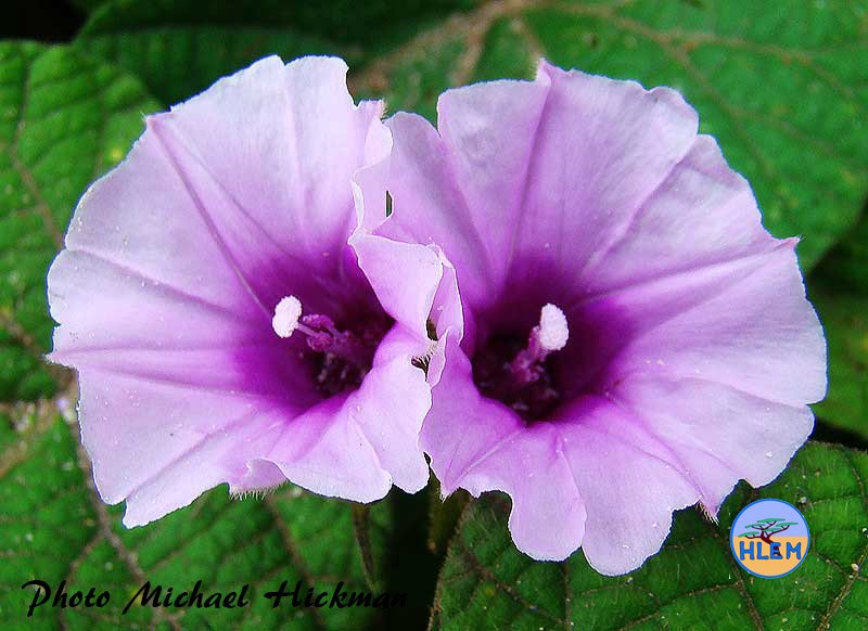 HLEM  Flower of Fig-leaved morning glory Ipomoea ficifolia a South African indigenous grassland plant Durban KZN South Africa