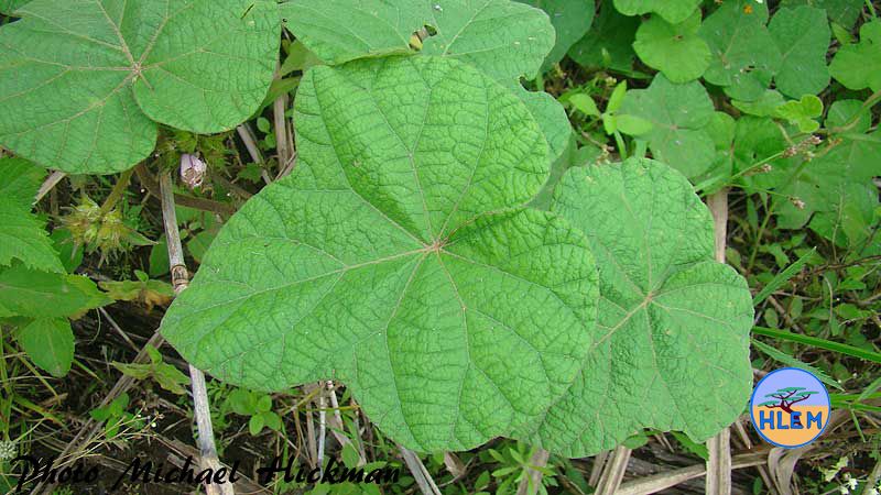 HLEM  Leaves of Fig-leaved morning glory Ipomoea ficifolia a South African indigenous grassland plant Durban KZN South Africa a South African indigenous grassland plant Durban KZN South Africa