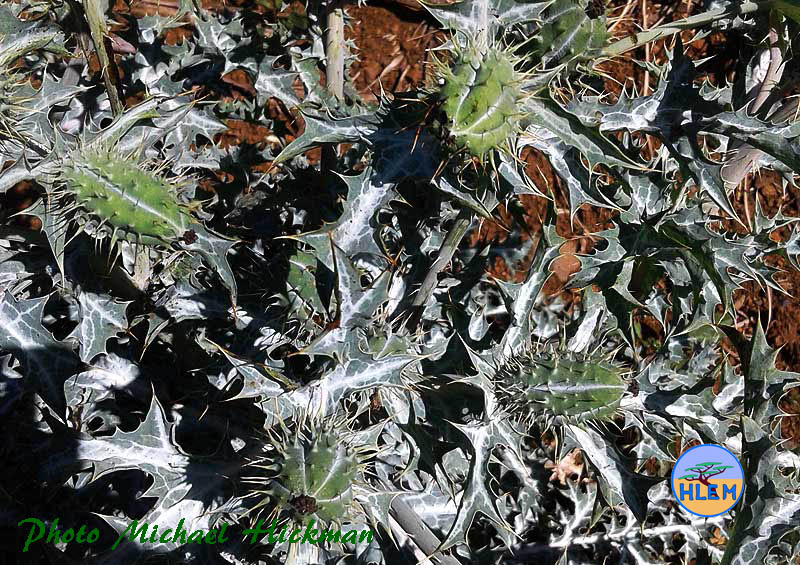HLEM Seed capsule of White Mexican Poppy Argemone ochroleuca subsp. ochroleuca NEMBA category 1b alien invasive weed Durban Kwazulu-Natal South Africa