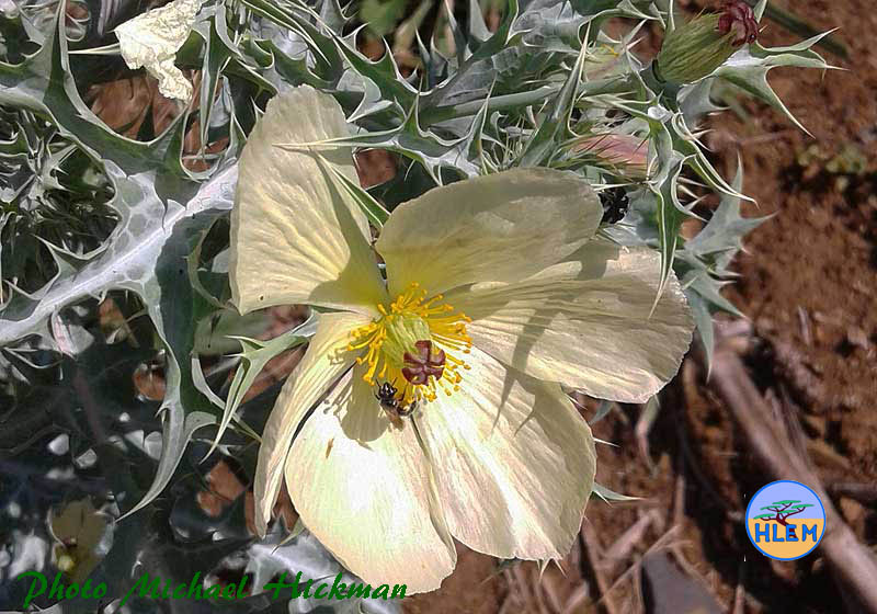 HLEM White Mexican Poppy Argemone ochroleuca subsp. ochroleuca flower NEMBA cat 1b alien invasive weed control durban