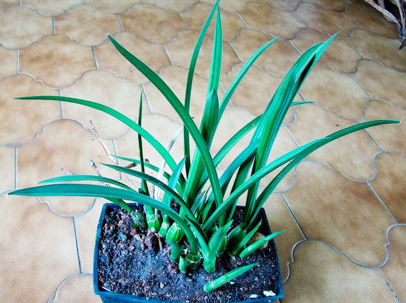 eulophia petersii from Weenen KwaZulu Natal