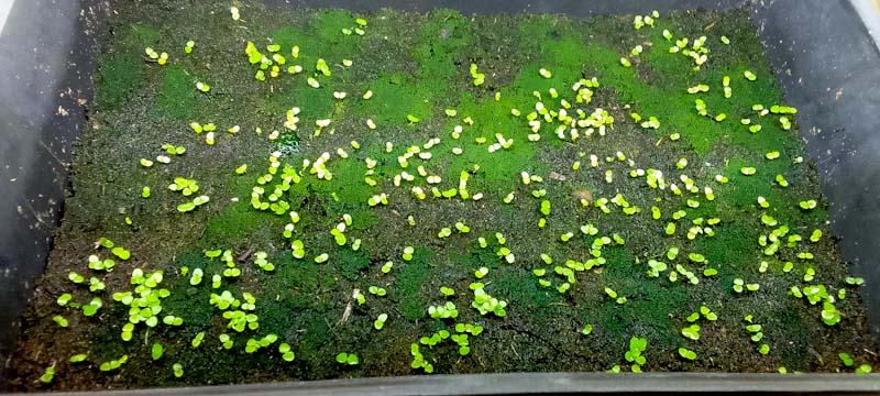 medinilla magnifica seeds germinating