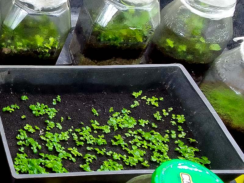 Medinilla magnifica seeds redy for transplanting