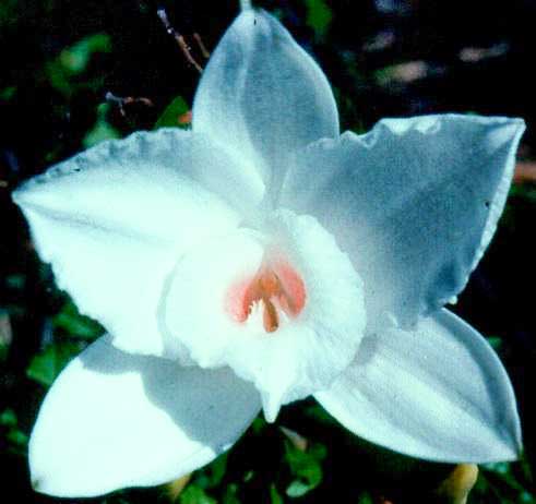 flower of vanilla roscheri