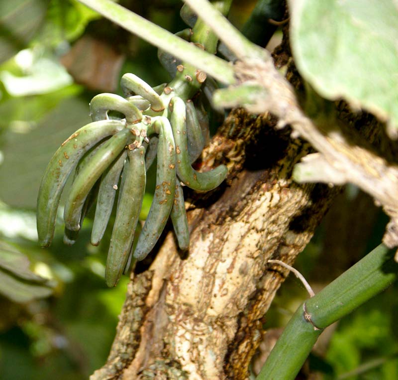 seed pods vanilla roscheri