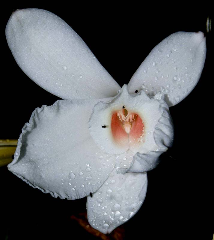 flower vanilla roscheri sibaya south africa