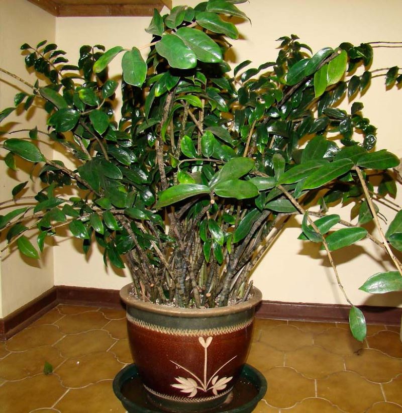Zamioculcas zamiifolia  plant