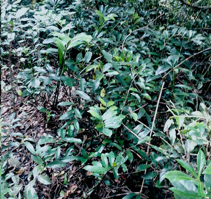 a large stand of Zamioculcas zamiifolia growing in swamp forest