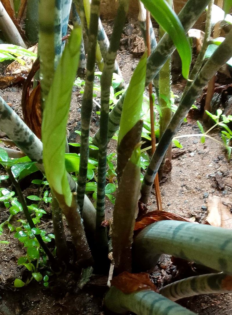 Zamioculcas zamiifolia banded leaves
