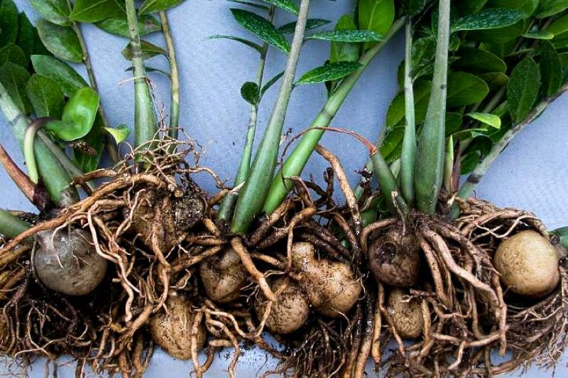 Zamioculcas zamiifolia