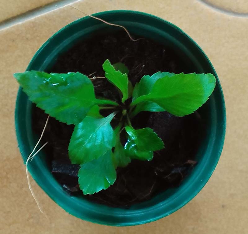 young Asplenium prionitis ferns