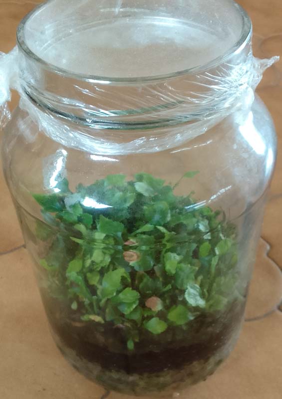 Asplenium prionitis propagates very easily from spores