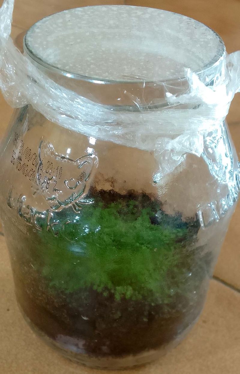 Asplenium rutifolium propagates very easily from spores