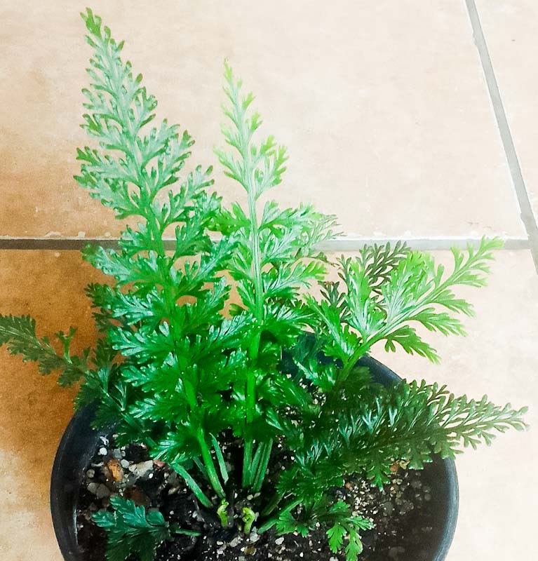 asplenium rutifolium upright