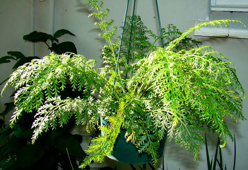 Asplenium rutifolium