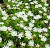 delosperma_lineare on green roof