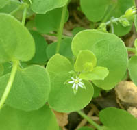 tropical chickweed