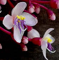 the dainty  small flower of medinilla speciosa