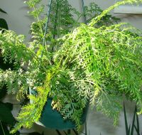 Asplenium rutifolium