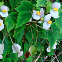 begonia dregei
