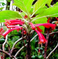 Dermatobotrys saundersii