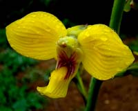 eulophia speciosa icon