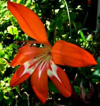 gladiolus cruentus icon