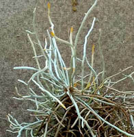 Microcoelia exilis Pinhead Orchid