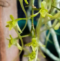 Mystacidium pusillum