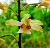 African spotted orchid