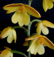 polystachya pubescens