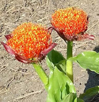 scadoxus_puniceus