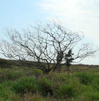 trema orientalis picloram dead