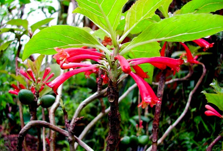 Dermatobotrys saundersii