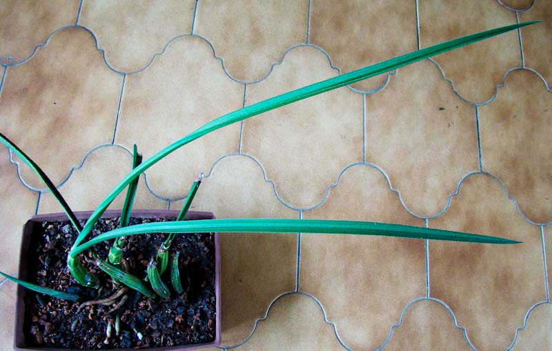 eulophia petersii with very long leaves from kwadenis