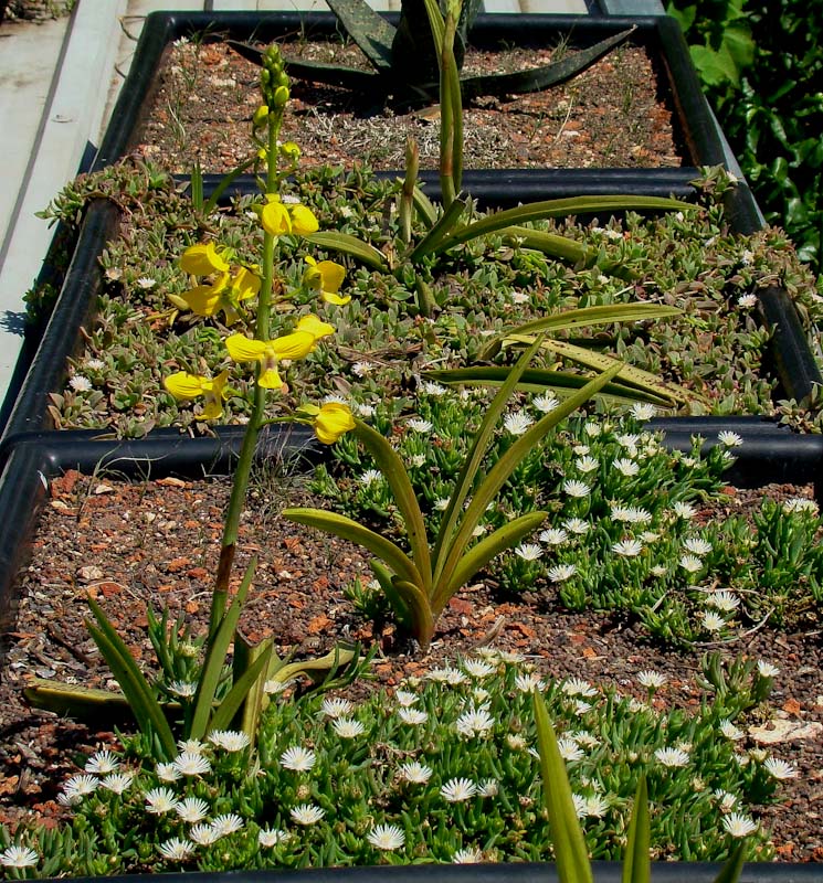 eulophia speciosa is growing very successfully as a green roof plant