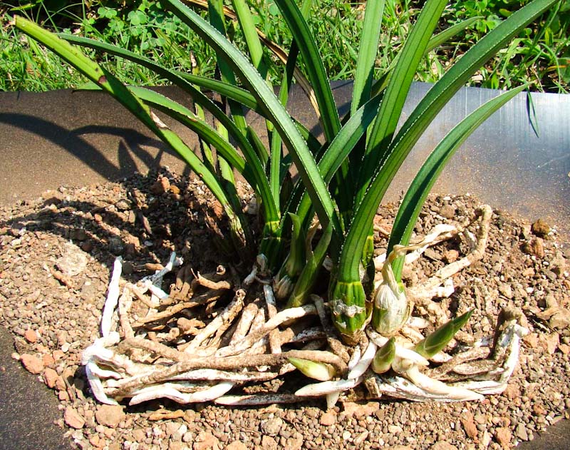 eulophia petersii with very healthy root system