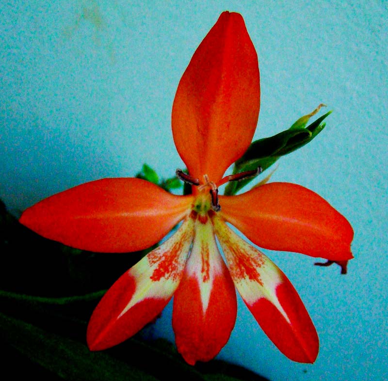 The flower of the Blood Red Gladiolus Gladiolus cruentus