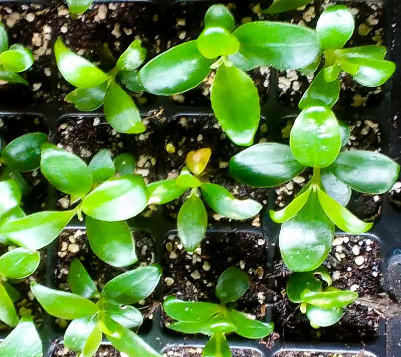 medinilla speciosa seedlings growing in compartment trays