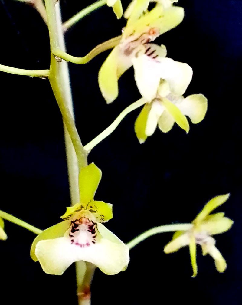 oeceoclades lonchophylla flower terrestrial orchid south africa