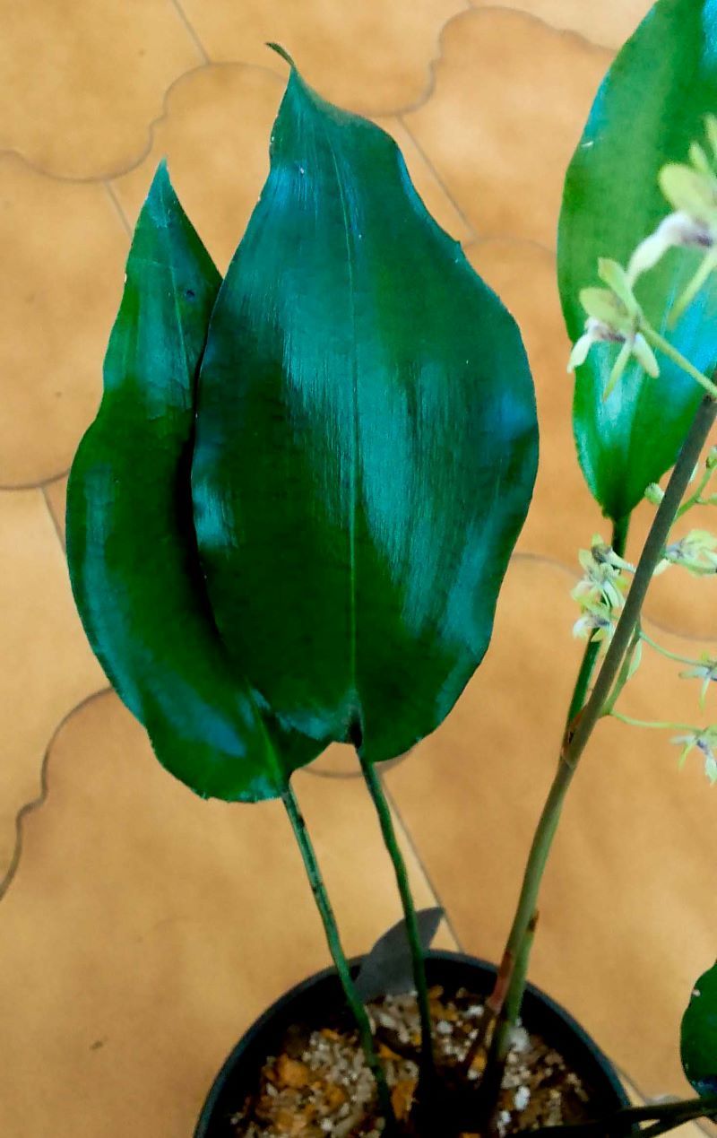 leaves of the spear head orchid