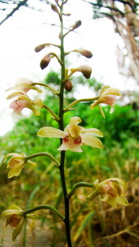 inflorescense of blotched and speckled leaves of eceoclades maculata is an orchid belonging to the family Ochidaceae in the sub family Epidendroideae