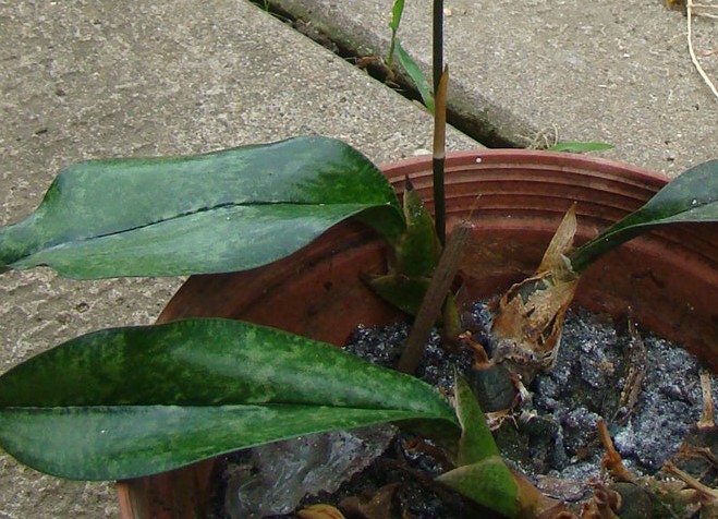 blotched and speckled leaves of eceoclades maculata is an orchid belonging to the family Ochidaceae in the sub family Epidendroideae