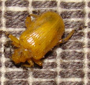 Yellow orchid beetle Lema pectoralis