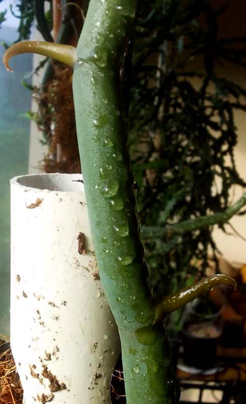 vestigial leaves are clearly seen on a Vanilla roscheri from Inhambane